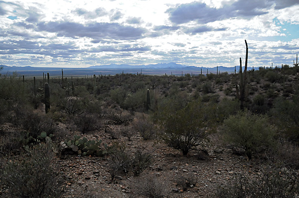 Arizona Sonora Desert