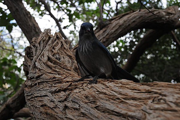 Arizona Sonora Desert Museum bird in tree at Walk-In Aviary