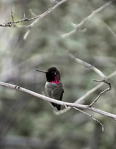 Arizona Sonora Desert Museum hummingbird aviary