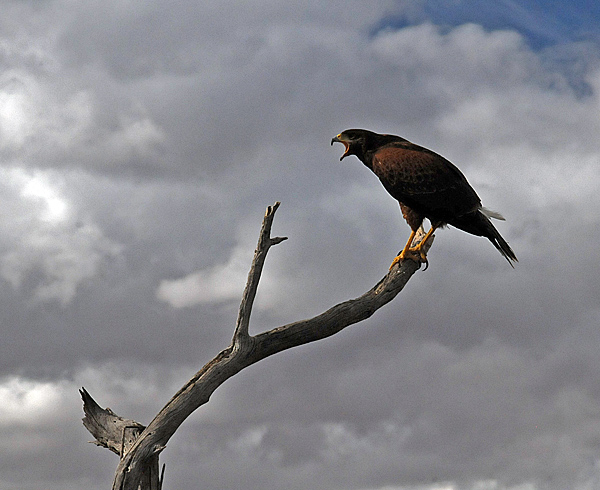 Harris Hawk calling from branch at Arizona Sonora Desert Museum