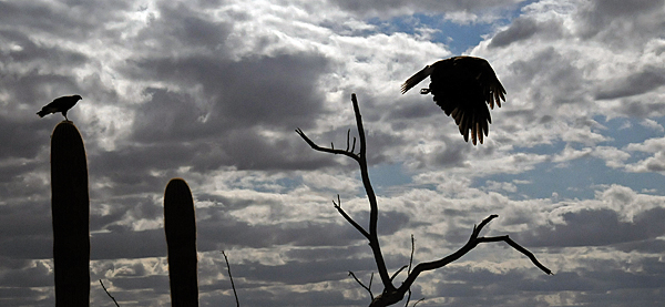 Harris Hawks flying and perched on saguaro cactus at Arizona Sonora Desert Museum