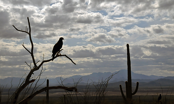 Harris Hawks perched on branches at Arizona Sonora Desert Museum