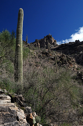 Sabino Canyon Recreation Area in Coronado National Forest Phoneline Trail saguaro cactus rocky hills