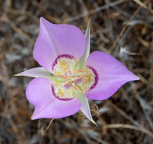 Columbia National Wildlife Refuge Area Frog Lake Trail flower