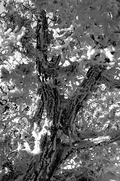 Arches National Park Snow Covered Branches