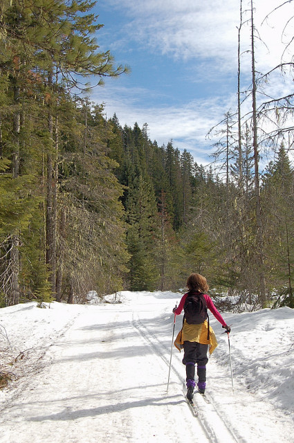 Big Tree Loop In Gifford Pinchot National Forest By Mt Adams, Accessed From Pine Side Sno Park