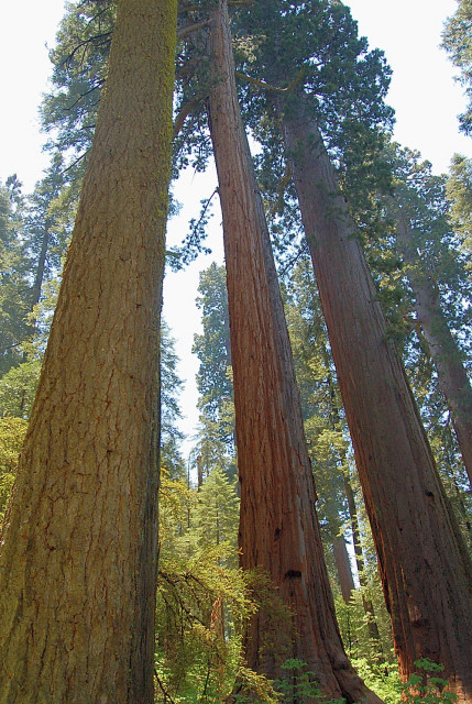 Calaveras Big Trees State Park Giant Sequoia Trees Along North Grove Trail