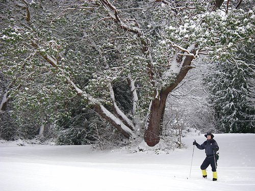 Lakewood Park Seattle Madrone Tree Covered In Snow While Cross-Country Skiing