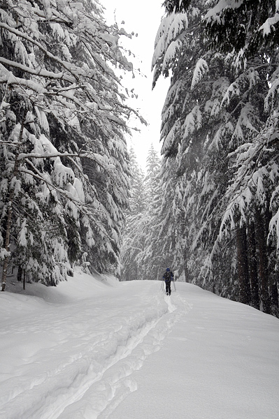 Mount Rainier National Park Westside Road Cross-Country Skiing