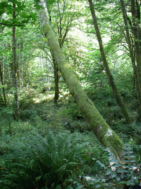 Red Alder Falling In Game Of Logging Tree Felling Yarding Bucking Chainsaw Safety Course In Oakville