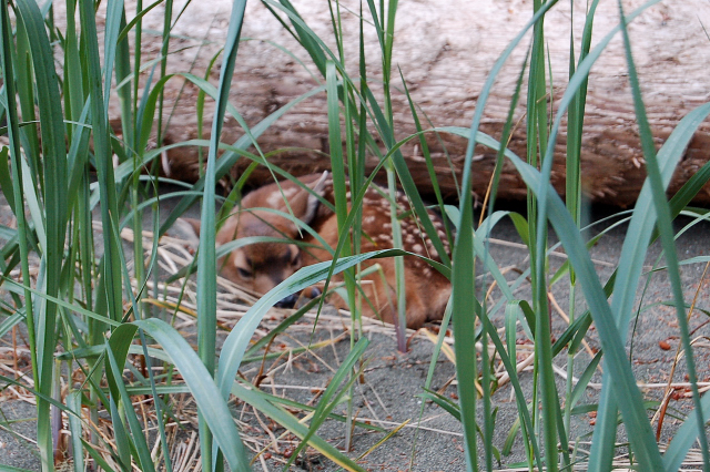 Baby Deer Fawn On Remote Portage Head Beach By The Pacific Ocean, Olympic Peninsula, Makah Indian Reservation