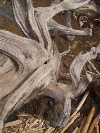 Driftwood On Orcas Island's Madrona Point Beach