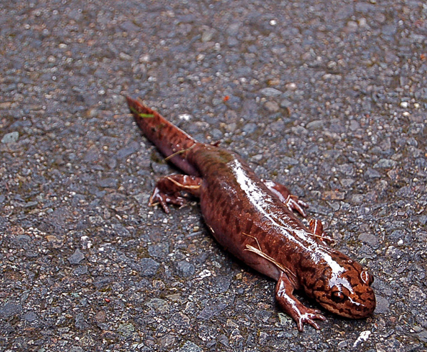 Preston Snoqualmie Trail salamander