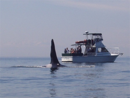 Ruffles The Orca Whale In Haro Strait By San Juan Islands