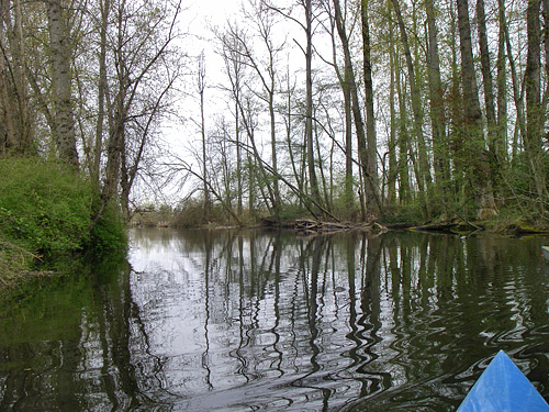 Seattle Arboretum Kayaking Canoeing Trees Islands