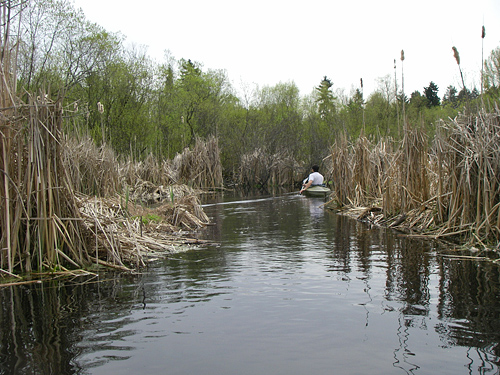 Seattle Arboretum Kayaking Canoeing Into Tight Back Water Areas With Cattails And Beaver