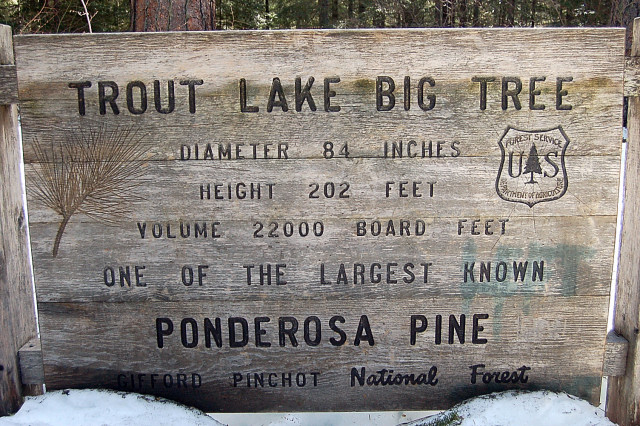 Big Tree Loop Largest Ponderosa Pine By Mt Adams