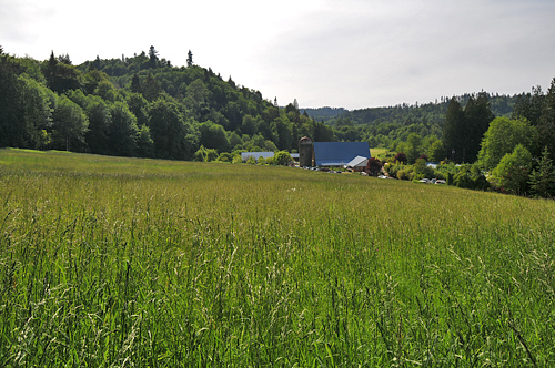 Wild Thyme Farm Oakville Lumber Milling And Drying Workshop By NCF / NNRG, Grassy Meadow And Barns