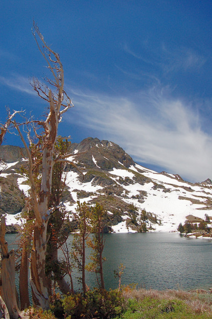 Tree And Sky On Shore Of Winnemucca Lake Near Carson Pass In Mokelumne Wilderness