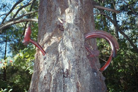 Bicycle Tree Of Vashon Island