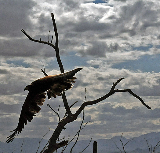 Harris Hawk flying from branch to catch prey at Arizona Sonora Desert Museum