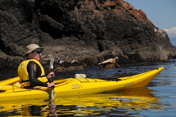 Kayaking by harbor seals on James Island Puget Sound