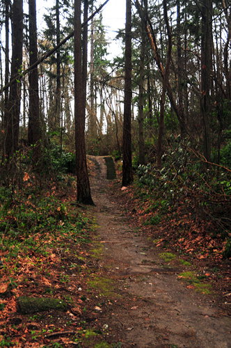 Shorewood Park Burien forest walking trail