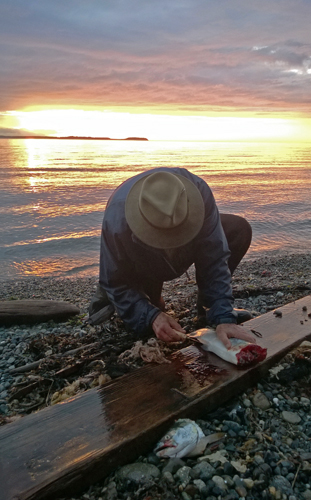 Filleting salmon on Admiralty Bay beach Coupeville Whidbey Island