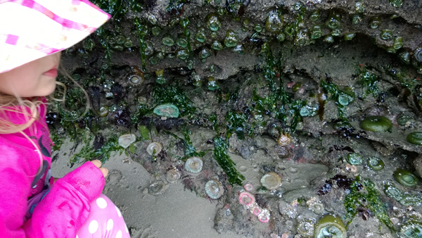 Seal Rock State Recreation Site Oregon tide pool anemones and seaweed