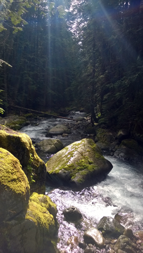 Mt Rainier National Park Stevens Creek Trail rocks forest