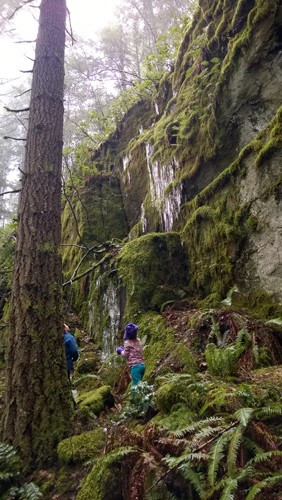 Looking at icicles along Boulder Garden Loop trail near North Bend