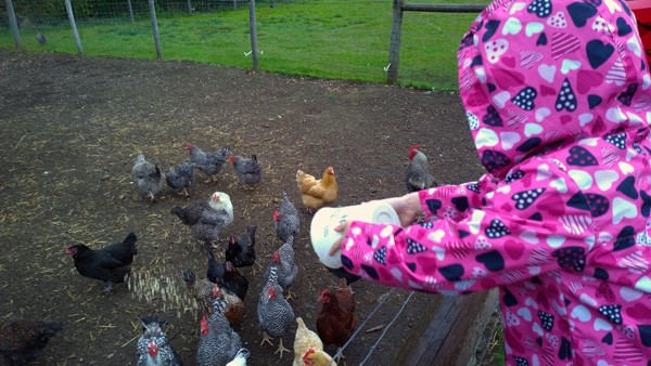 Throwing feed to chickens at Anderson Island Family Farm