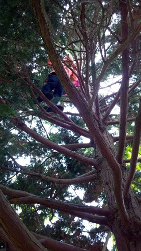 Climbing high up a tree on Vashon Island