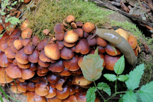 Cougar Mountain Regional Park Banana Slug And Mushrooms