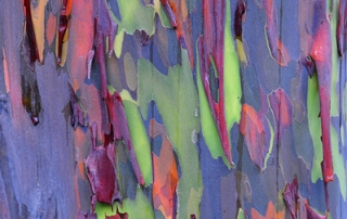 Rainbow Eucalyptus Tree Bark On Kaloko Drive Near Kailua-Kona Hawaii The Big Island