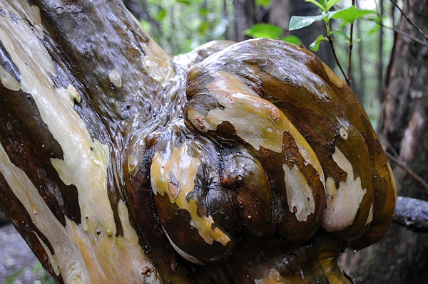 Kalopa Native Forest State Park Recreation Area Near Honoka'a Hawaii Tree Bark