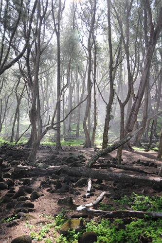 Pololu Valley Forest Trees On Black Sand Dunes In Hawaii