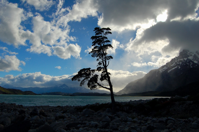 Tree On Shores Of Lago Nordenskjold / Lake In Parque Nacional Torres Del Paine / National Park, Chile