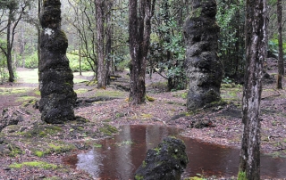 Lava Tree State Park Tree Molds Near Pahoa Town Hawaii