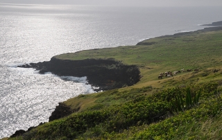 Horses Near Pacific Ocean Coastal Cliffs On Green Ranch Land Near Pahala And Naalehu In South Hawaii Near Hawaii Belt Road