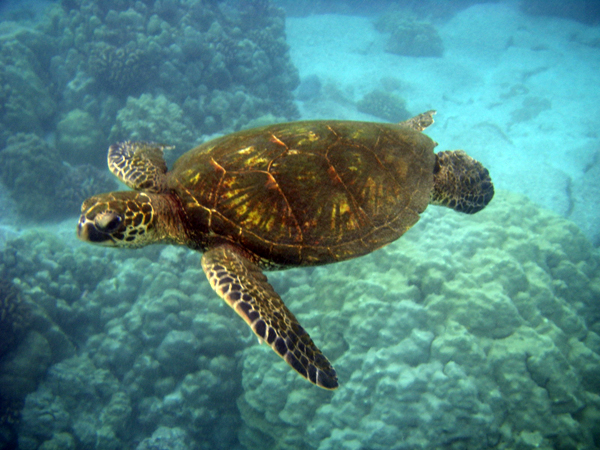 Green Sea Turtle Swimming Underwater In Honaunau Bay Near Keoneele Cove Hawaii