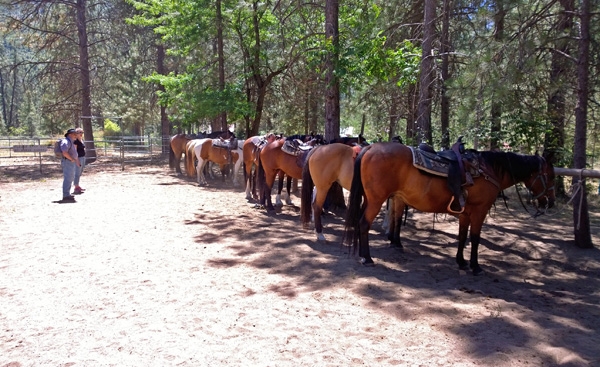 Leavenworth horses in corral for horseback riding