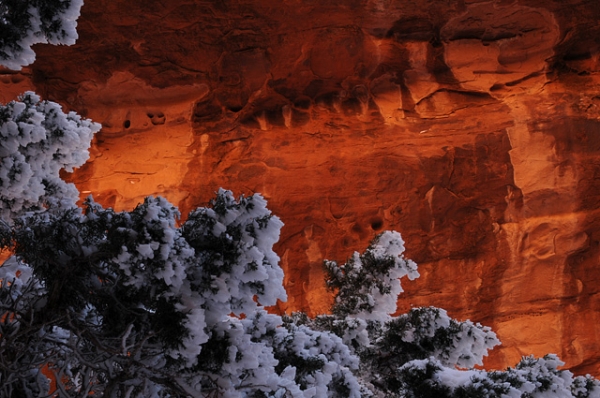 Sandstone Wall And Snow Covered Tree Near Navajo Arch Canyon In Arches National Park Utah