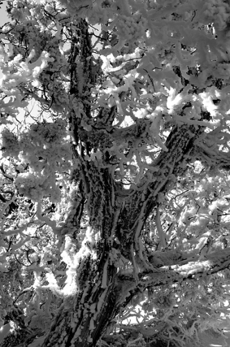 Arches National Park Snow Covered Branches