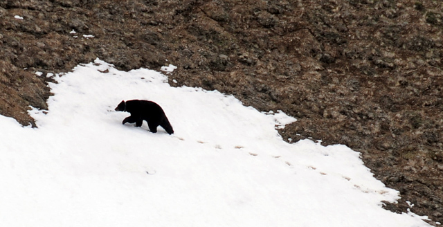 Black Bear Below Hurricane Ridge Trail Snow In Olympic National Park Peninsula