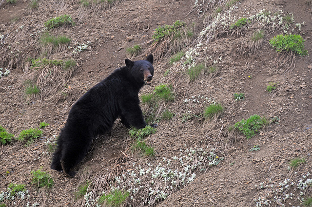 Black Bear By Hurricane Road Between Port Angeles And Hurricane Ridge In Olympic National Park Peninsula