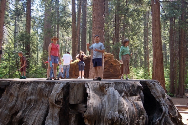 Calaveras Big Trees State Park Discovery Tree Stump