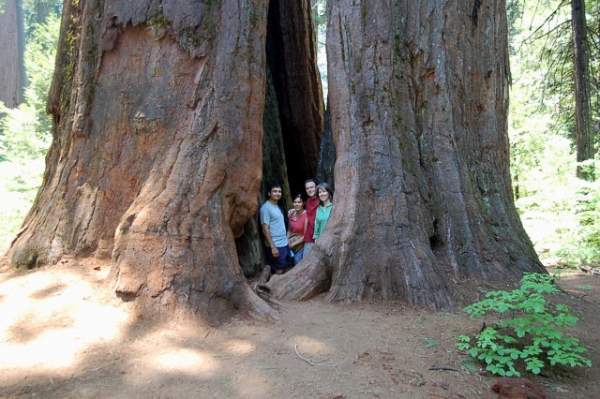 Calaveras Big Trees State Park Inside Trees