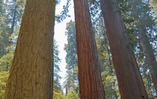 Calaveras Big Trees State Park Giant Sequoia Trees Along North Grove Trail