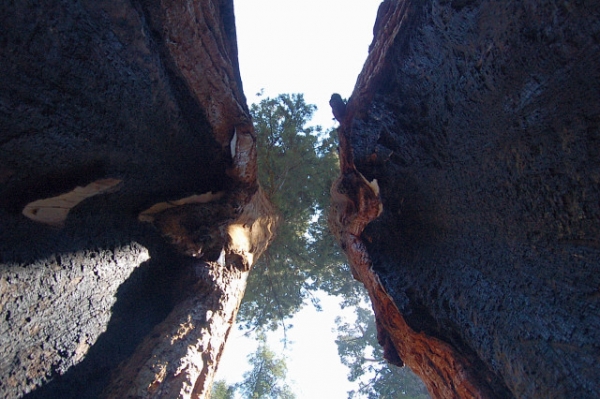 Calaveras Big Trees State Park Looking Up Between Two Trees